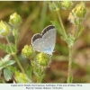 cupido osiris altyagach female2